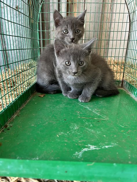 Gattini Certosino - Foto 3