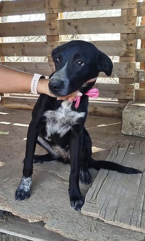 LILIA una cagnolina in adozione un mondo da scoprire ma è in un box - Foto 10