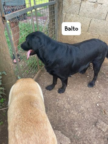 Balto simil labrador - Foto 4