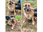 Sally dolce Pastorina è da tanto che attende una famiglia! Apri il suo box