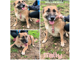 Sally dolce Pastorina è da tanto che attende una famiglia! Apri il suo box