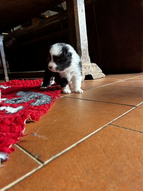 Cuccioli di Border Collie - Foto 4