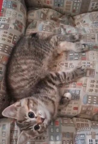 GATTI E GATTINI MERAVIGLIOSI - Foto 4