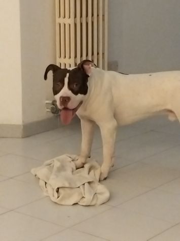 American Pittbull Terrier - Foto 2