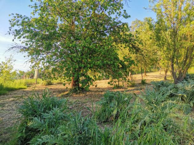 Terreno agricolo in vendita a Poggibonsi 3500 mq Rif: 1335508 - Foto 10