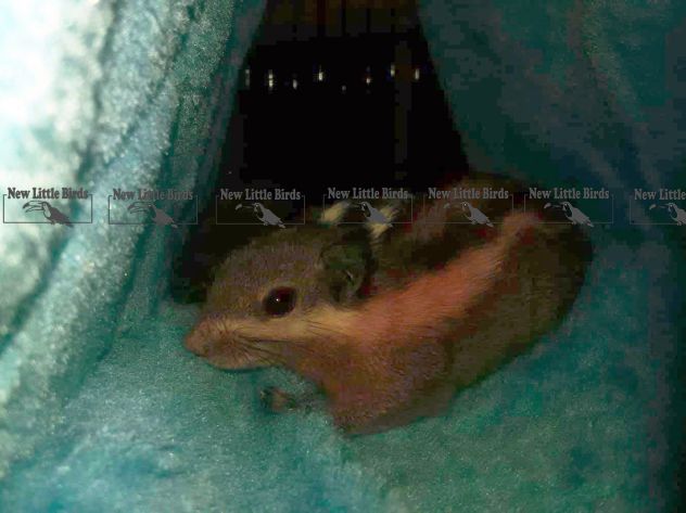 Scoiattolo Striato / Tamiops Macclellandi "NLB" - Foto 4