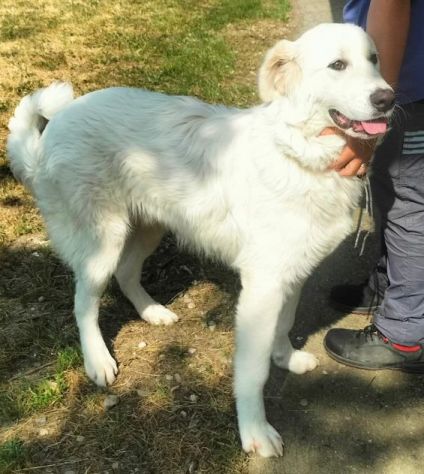 JERRY 2anni splendido maremmano - simpatico! - Foto 7