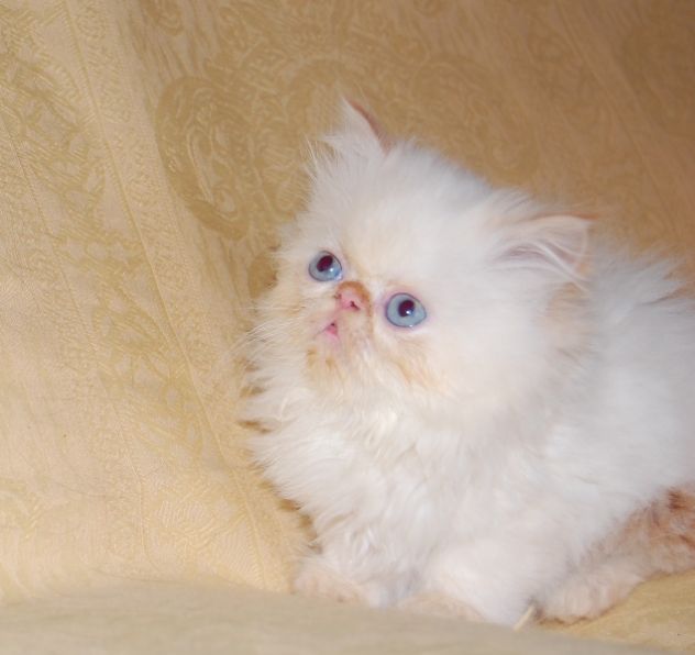 Cuccioli di gatto persiano