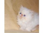 Cuccioli di gatto persiano