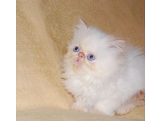 Cuccioli di gatto persiano