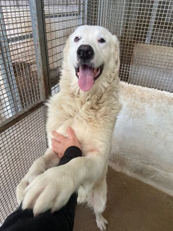 OMAR ADORABILE CANE IN ADOZIONE - Foto 3