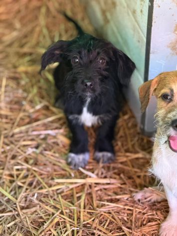 NERA, timida cucciola baffuta TG PICCOLA! - Foto 6