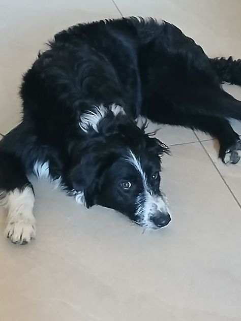 Regalo cucciolo cane - Foto 2