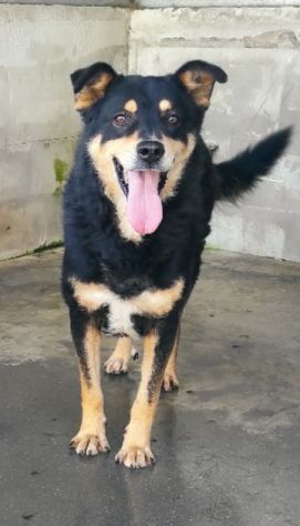 CANE IN ADOZIONE: CAFFE', taglia media. - Foto 8