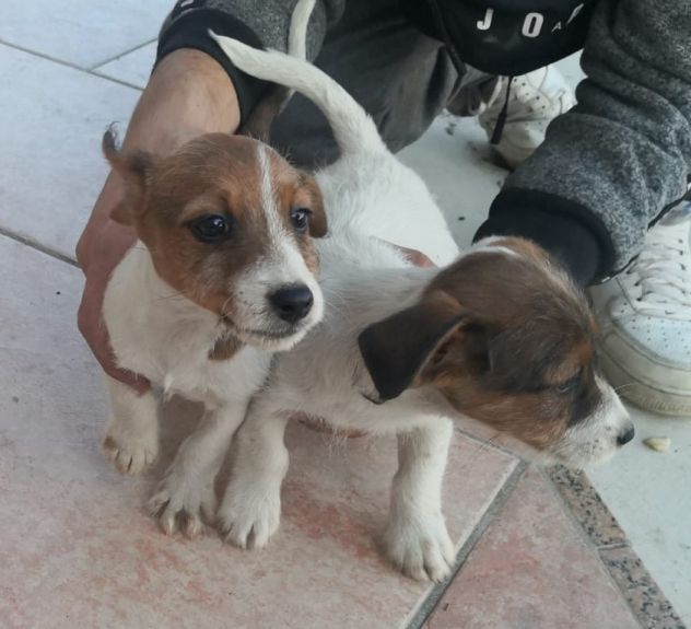Jack Russell Terrier femminucce pelo liscio e broken - Foto 4