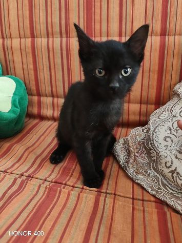 Kata, gattina sfortunata prossima alla scadenza.. - Foto 2