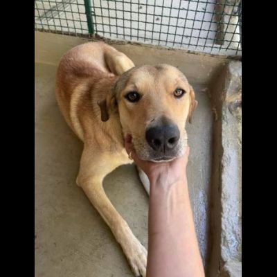 POLDO SOCIEVOLE AFFETTUOSO CAGNOLINO IN ADOZIONE - Foto 6