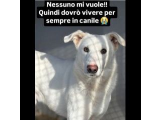 IVAN HA UN ANIMO BUONISSIMO, CANE IN ADOZIONE, COMPATIBILE ANCHE CON I GATTI
