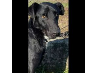 AARON EMPATICO E VITALE, CANE IN ADOZIONE.