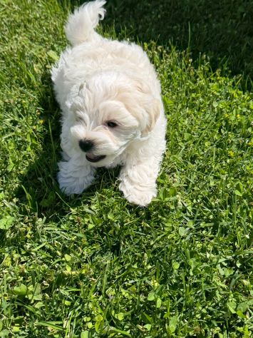 Cuccioli Maltese - Foto 2