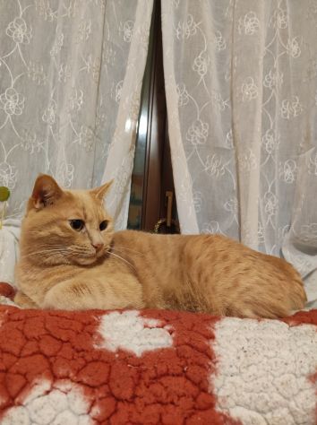 🐾 Zero stress, tante coccole: il tuo gatto felice a casa sua! 🐱 - Foto 2