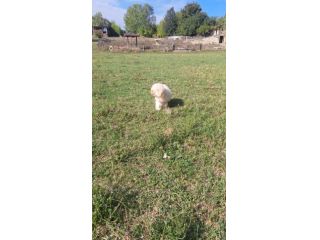 CUCCIOLO MALTIPÒO BIANCO ULTIMO RIMASTO