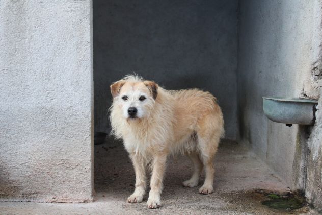 MILO 6 ANNI 15/16 KG taglia media piccola - Foto 6