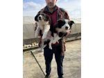 Cuccioli di Border Collie