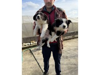 Cuccioli di Border Collie