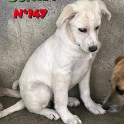 CUCCIOLI IN ADOZIONE - Foto 2