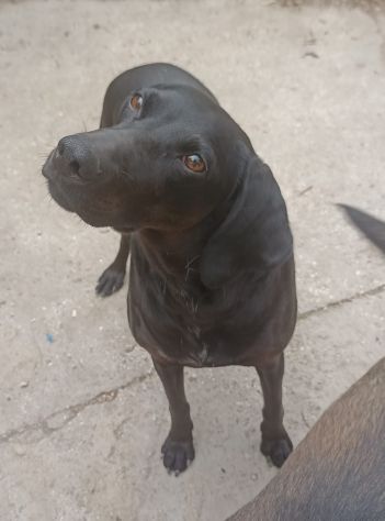 Giuditta - Foto 4