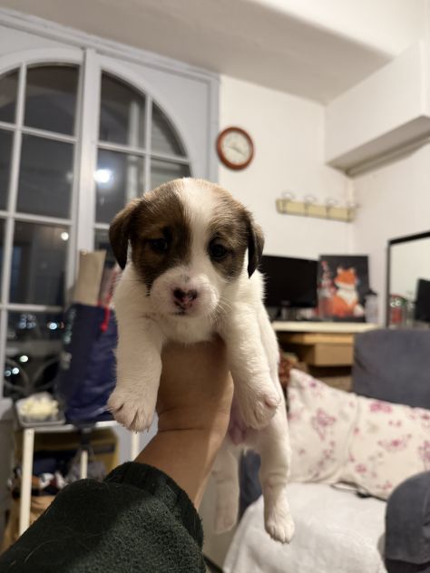Cuccioli di jack Russell - Foto 3