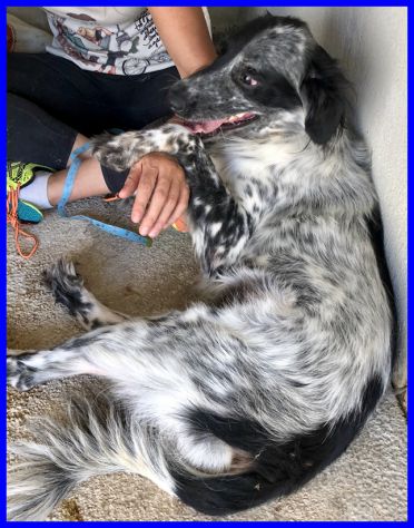 NACHO, DOLCE SIMIL SETTER SOLO INCANILE CERCA CASA - Foto 7