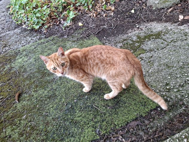 Gatte randagie in adozione - Foto 3