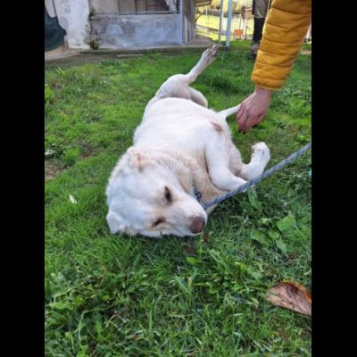 MARIA MERAVIGLIOSA e SOCIEVOLE, CANE IN ADOZIONE - Foto 6