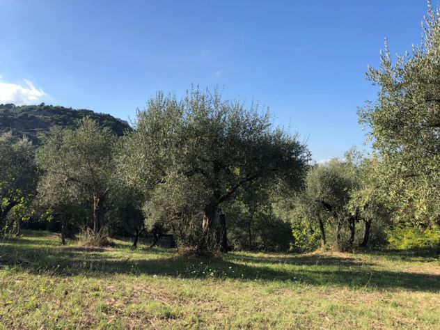 Roccadaspide loc.Cesine terreno con uliveto e ruderi - Foto 10