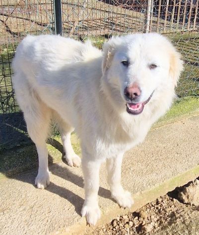 DAFNE,IN CANILE.ADOTTIAMOLA! - Foto 4