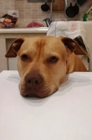 Pitbull Red Nose adulta arrivata a Milano anni fa e tornata a Napoli IN CANILE! - Foto 4