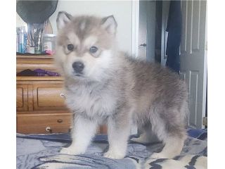 Ibrido cuccioli di cane lupo cecoslovacco