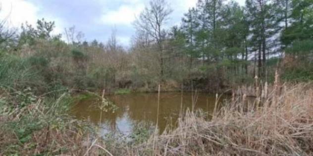 Immobile in asta di 15850 m² in vendita a Piancastagnaio - Foto 4