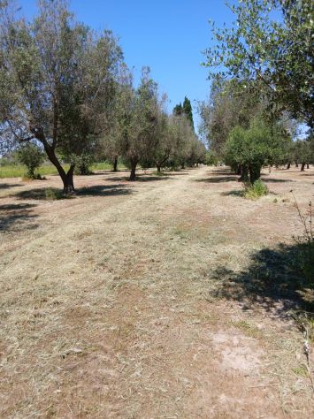 Uliveto da 1.86 ha - a Sud di Brindisi - Foto 3