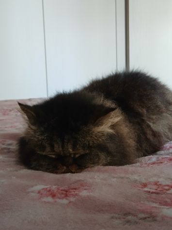 Gatto persiano femmina - Foto 2