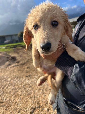 Dolce cucciolo cerca casa - Foto 3