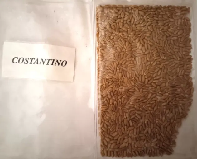 Campioni di Grano antico da semina - Foto 3