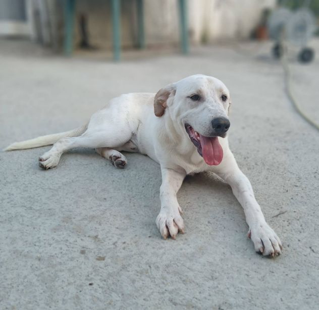 Roby cucciolo - Foto 4