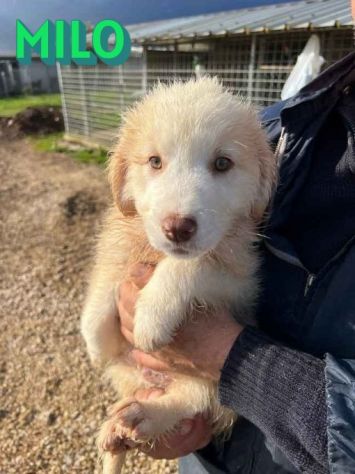 CUCCIOLI IN ADOZIONE - Foto 7