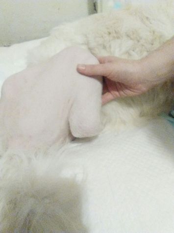 BIANCA, meravigliosa cucciolona di maremmano - Foto 5