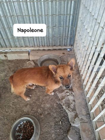 Napoleone e Garibaldi taglia mini 6 kg - Foto 4