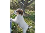 Cuccioli Jack Russell