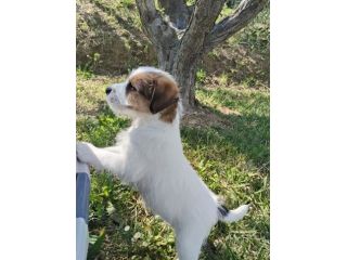 Cuccioli Jack Russell